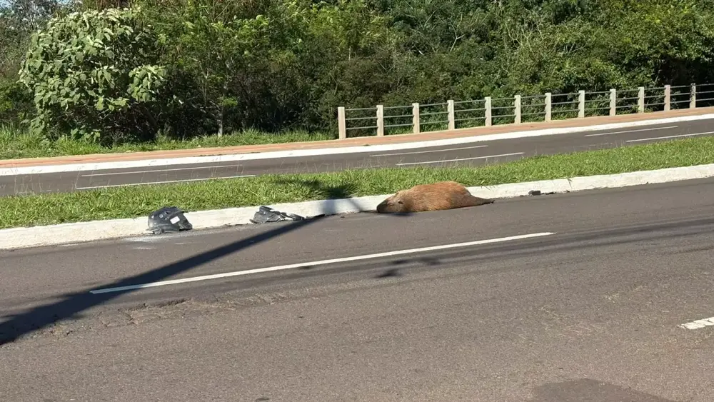 Capivara é atropelada e morta na Avenida Mato Grosso