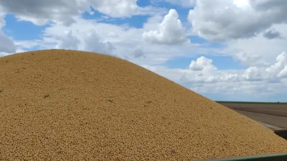 Colheita de milho em MS atinge 75% e passa de 1,6 mi de hectares