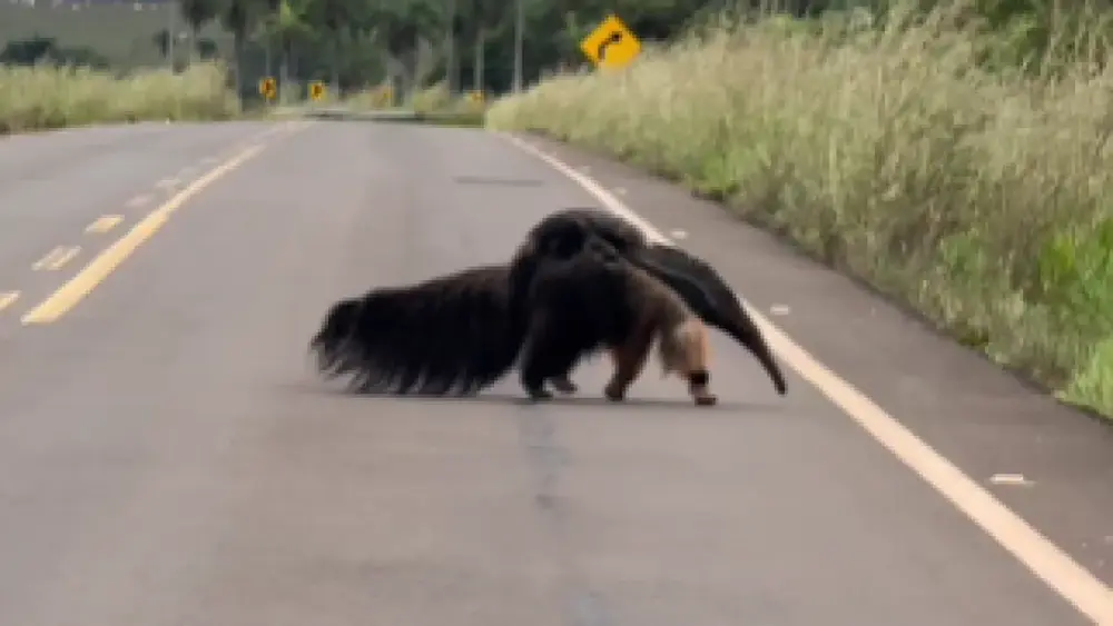 Mãe tamanduá-bandeira atravessa estrada com filhote em Bonito