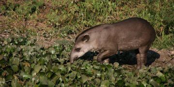 Desmatamento reduz em até 75% a disponibilidade de carne de caça para povos da Amazônia, aponta estudo