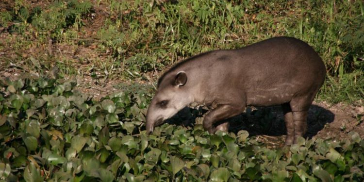 Desmatamento reduz em até 75% a disponibilidade de carne de caça para povos da Amazônia, aponta estudo