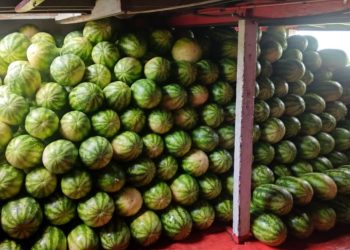 Prefeitura de Itacoatiara garante transporte de mais de 5 toneladas de melancia produzidas na Comunidade Nossa Senhora da Conceição, Ilha do Januário