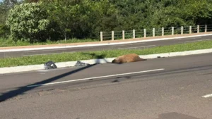 Capivara é atropelada e morta na Avenida Mato Grosso