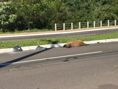 Capivara é atropelada e morta na Avenida Mato Grosso