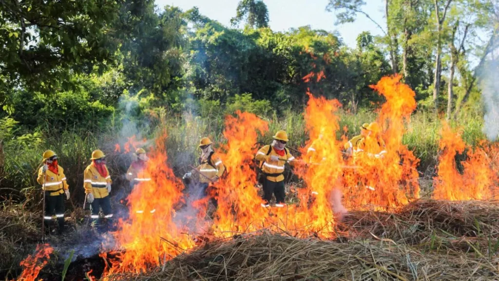 Brigadas do Pantanal aprendem fogo controlado para evitar incêndios