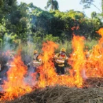Brigadas do Pantanal aprendem fogo controlado para evitar incêndios
