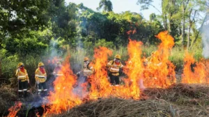 Brigadas do Pantanal aprendem fogo controlado para evitar incêndios
