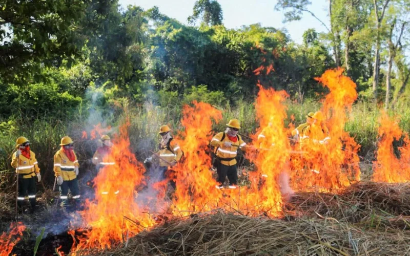 Brigadas do Pantanal aprendem fogo controlado para evitar incêndios