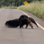 Mãe tamanduá-bandeira atravessa estrada com filhote em Bonito