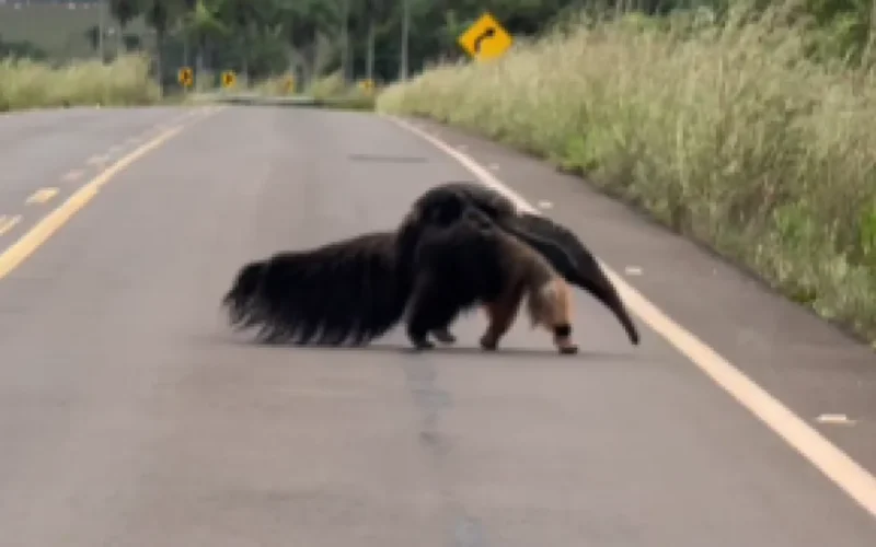 Mãe tamanduá-bandeira atravessa estrada com filhote em Bonito