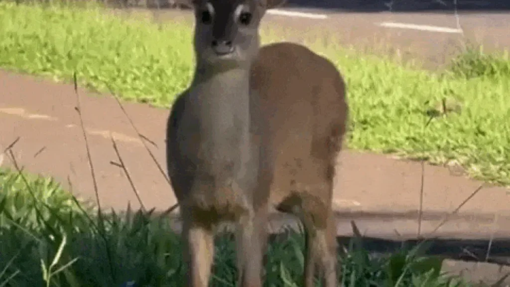 Veado "escoltado" em avenida de Campo Grande viraliza
