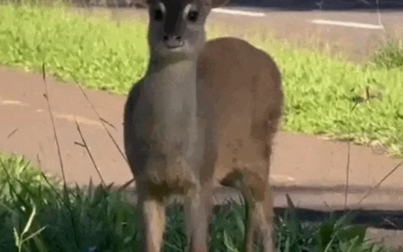 Veado "escoltado" em avenida de Campo Grande viraliza