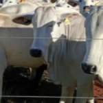 UEMS leiloa 45 nelores avaliados em R$ 131 mil