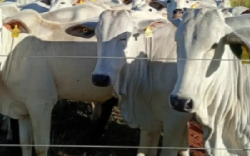 UEMS leiloa 45 nelores avaliados em R$ 131 mil