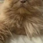 Gato persa desaparece no Itanhangá e tutora pede ajuda