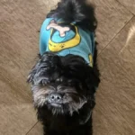 Cachorro Apolo desaparece no Vida Nova; família pede ajuda