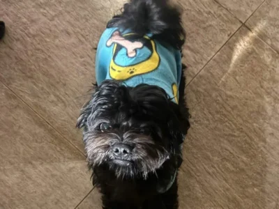 Cachorro Apolo desaparece no Vida Nova; família pede ajuda