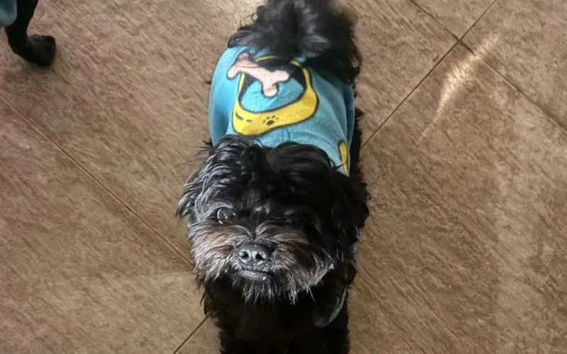 Cachorro Apolo desaparece no Vida Nova; família pede ajuda