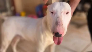 Bull terrier é resgatado em padaria e tutor é procurado