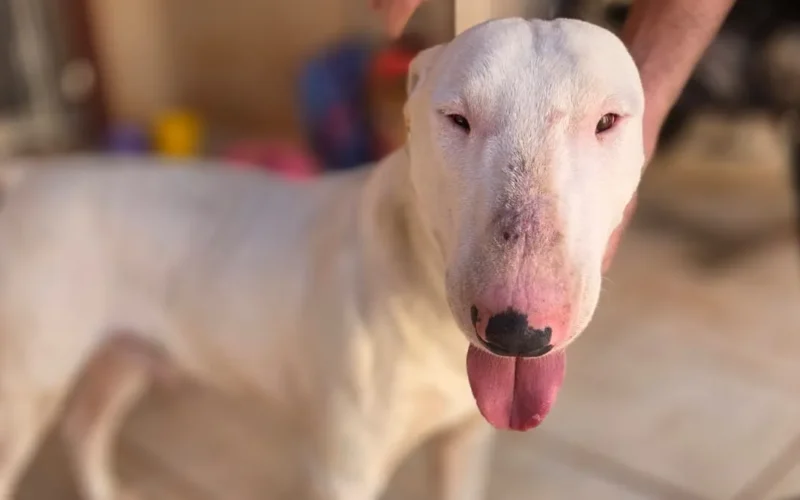 Bull terrier é resgatado em padaria e tutor é procurado