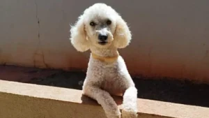 Poodle com epilepsia desaparece no Tijuca; família faz apelo
