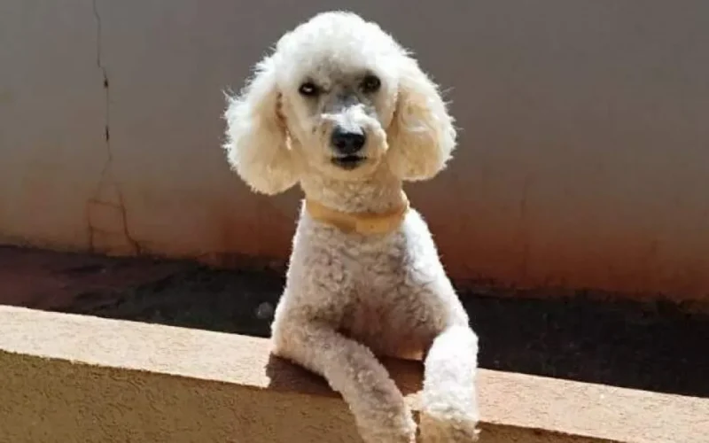 Poodle com epilepsia desaparece no Tijuca; família faz apelo