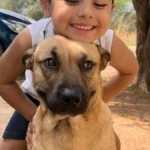 Cachorro atacado por pitbull precisa de doador urgente de sangue
