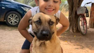 Cachorro atacado por pitbull precisa de doador urgente de sangue
