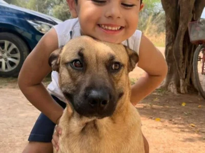 Cachorro atacado por pitbull precisa de doador urgente de sangue