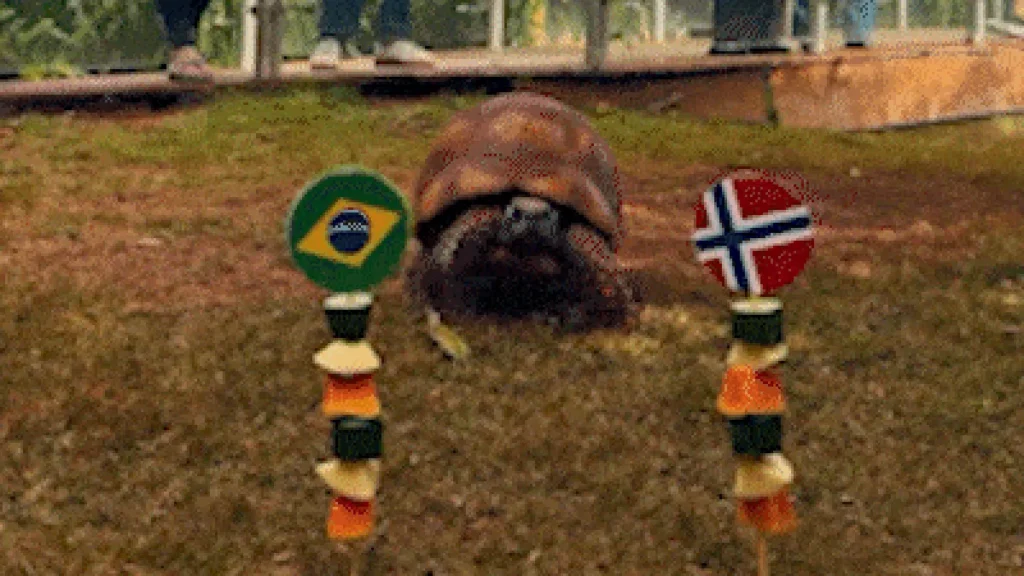 Jabuti do Bioparque acerta eliminação do Brasil na Copa