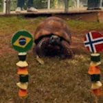 Jabuti do Bioparque acerta eliminação do Brasil na Copa
