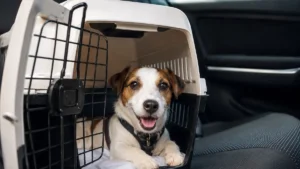 Férias seguras com pets: dicas para evitar estresse