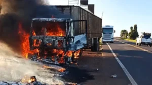 Bois são soltos em rodovia após carreta pegar fogo no MS