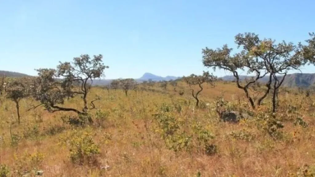 Cerrado tem menor área sob alerta de desmate desde 2021