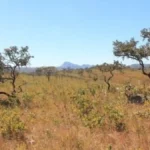 Cerrado tem menor área sob alerta de desmate desde 2021