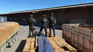 Laudo preliminar nega cocaína em maior apreensão de madeira
