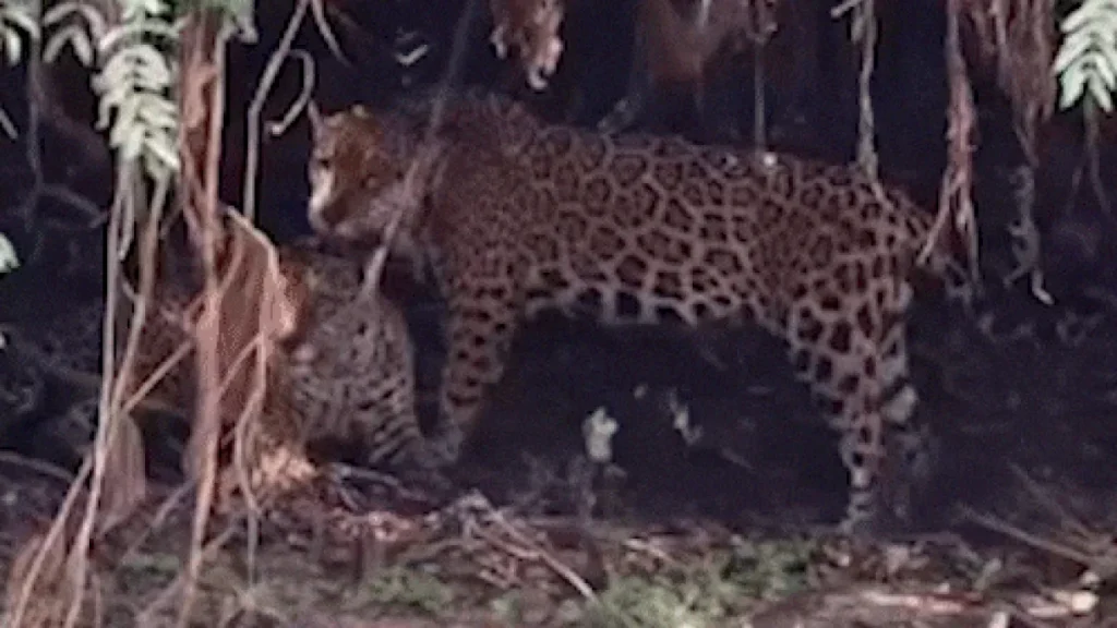 Onças raras trocam carinho em cena inédita no Pantanal