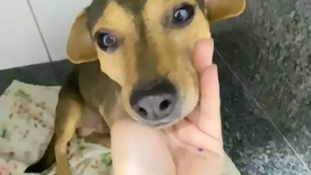 Cão Sorriso que superou abandono e atropelamento busca lar