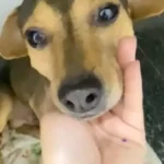 Cão Sorriso que superou abandono e atropelamento busca lar