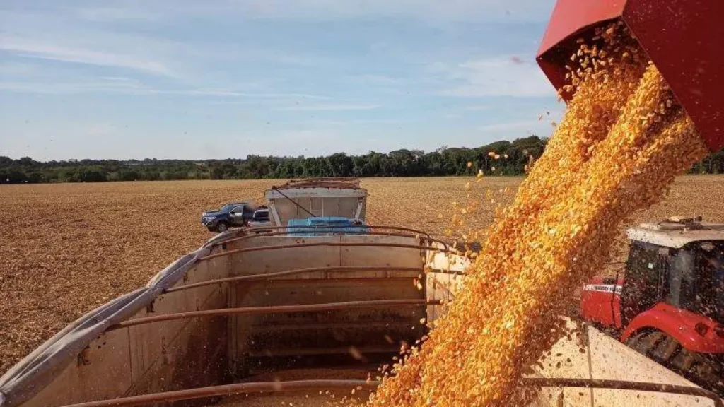 Zarc aprova datas de plantio do milho safrinha em MS para 2026/2027