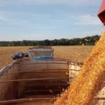 Zarc aprova datas de plantio do milho safrinha em MS para 2026/2027