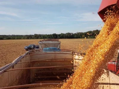 Zarc aprova datas de plantio do milho safrinha em MS para 2026/2027