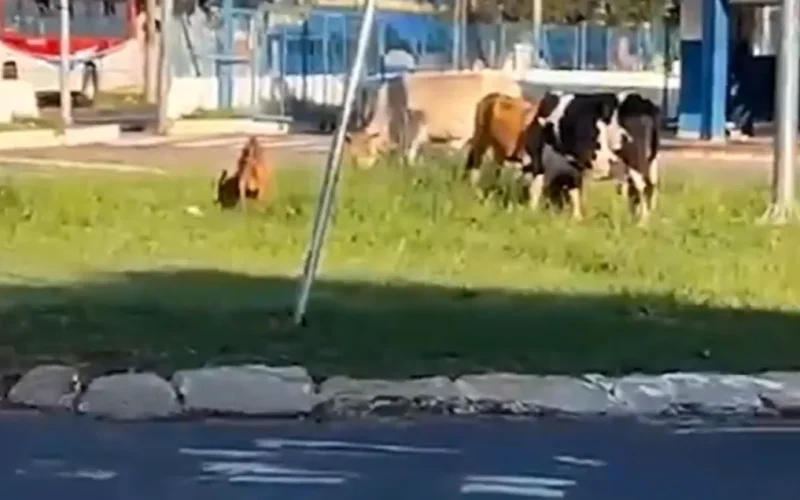 Animais soltos são flagrados em rotatória no Terminal Guaicurus