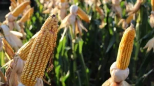 MS colhe 823 mil hectares de milho, mas segue atrás da safra anterior