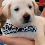 Pet shop é condenado a pagar R$ 5 mil por vender labrador falso