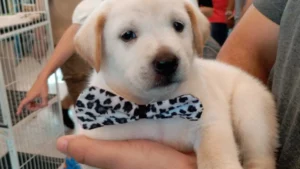 Pet shop é condenado a pagar R$ 5 mil por vender labrador falso