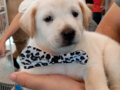 Pet shop é condenado a pagar R$ 5 mil por vender labrador falso