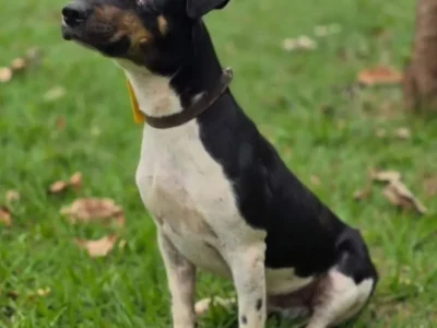 Cachorro de um olho espera adoção no CCZ em Campo Grande