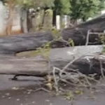 Árvore cai após temporal e bloqueia rua por 24h em Campo Grande
