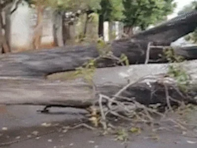 Árvore cai após temporal e bloqueia rua por 24h em Campo Grande